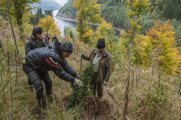 European Yew has more or less gone extinct in the Carpathia Project area. Now Carpathia is replanting Yews in th area. Romania. © Daniel Rosengren