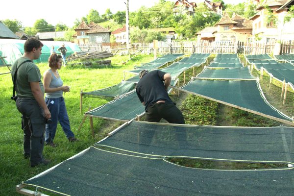LIFE audit Stoienesti in the nursery field check Ioana Lucaciu (5)