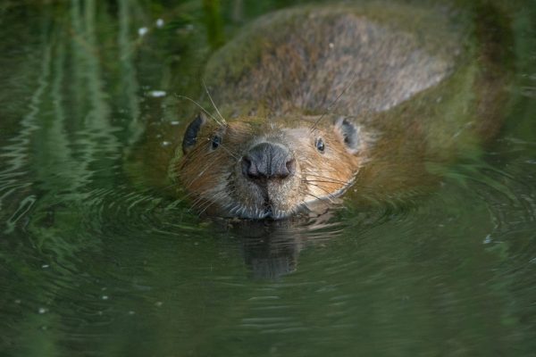 Beaver_Liviu Ungureanu (1)