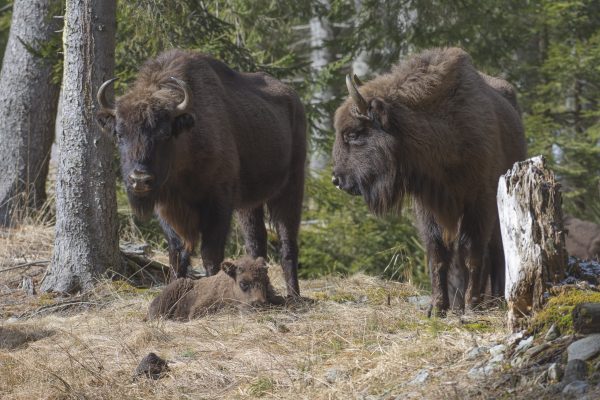 Bison tracking_Leresti_CalinSerban-9390 (Calin Serban)