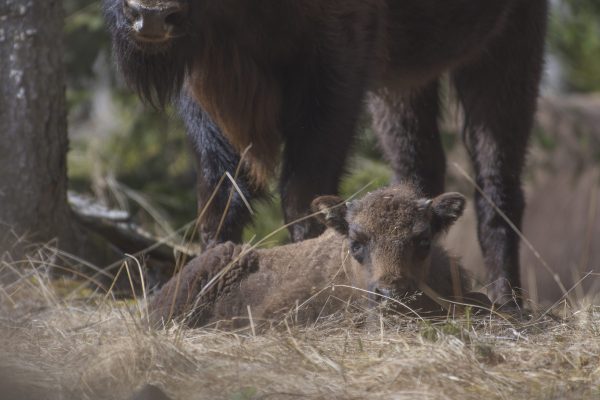 Bison tracking_Leresti_CalinSerban-9395 (Calin Serban)