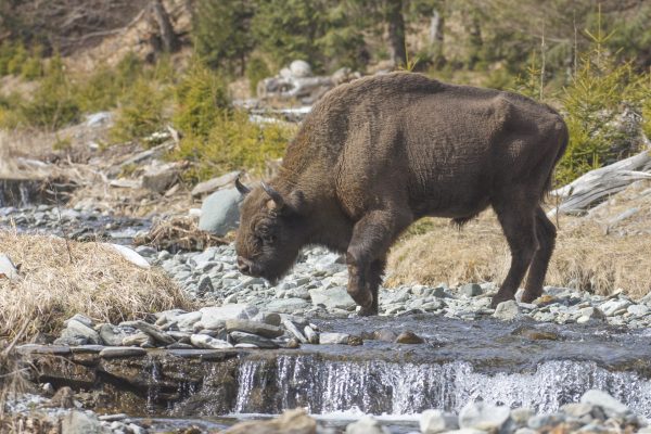 Bison tracking_Leresti_CalinSerban-9464 (Calin Serban)