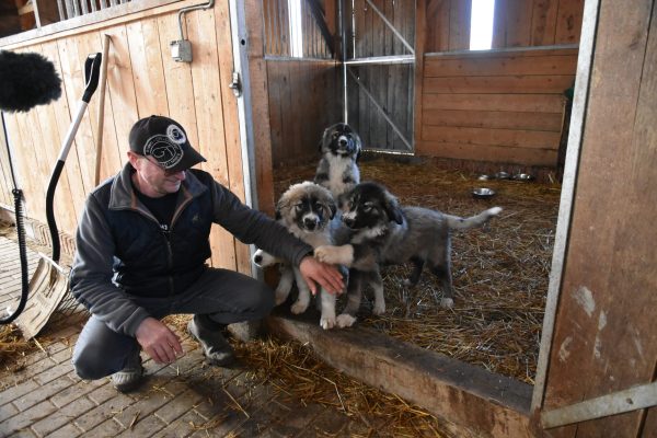 Pups donations (c) FCC