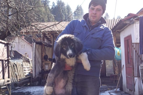 Pups donations_2 (c) FCC