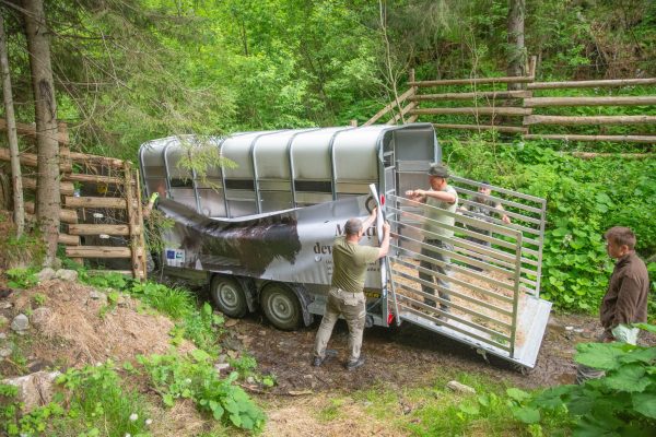 Transfer zimbri Suedia - Bunea-1852