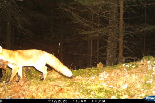 Wildlife monitorin_Fox © FCC