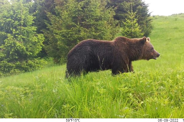 Wildlife monitoring © FCC