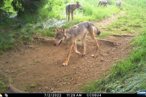 MR=C.1,AD=12/8/2018,LD=192,BT=43,RD=155,LH=3690,LI=723,BL=6537,BP=99%,BS=Int,BD=44,BI=436,CF=Enabled,EX=Centered,ID=CC06U4,SM=ADV,DD=FAP,DI=2,DV=OFF,DL=OFF,ND=FAP,NI=2,NV=OFF,NL=OFF