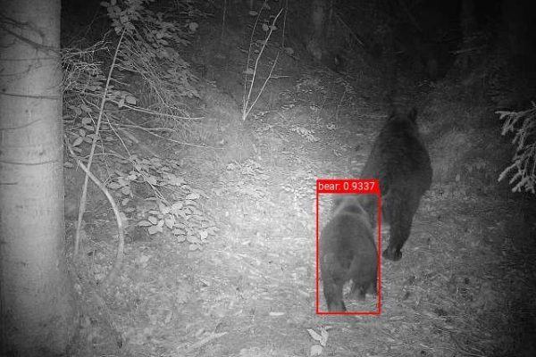 Wildlife monitoring_Bear detection system © FCC