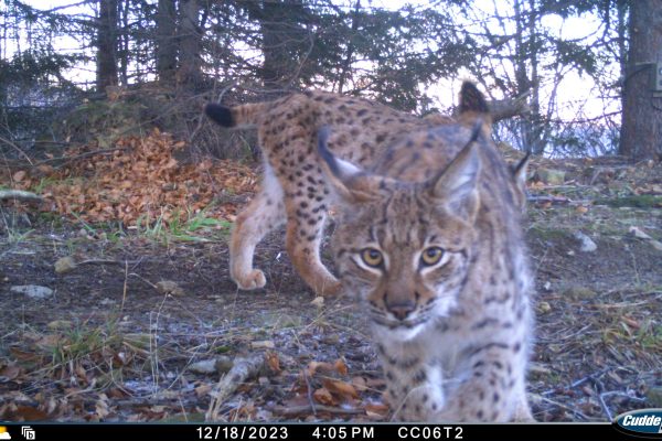 MR=C.1,AD=12/8/2018,LD=218,BT=18,RD=185,LH=4439,LI=671,BL=6070,BP=99%,BS=Int,BD=58,BI=236,CF=Enabled,EX=Centered,ID=CC06T2,SM=ADV,DD=FAP,DI=3,DV=OFF,DL=24hr,ND=FAP,NI=1,NV=OFF,NL=OFF