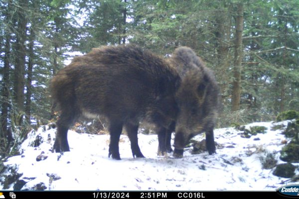 Wildlife monitoring_Wildboar_2 © FCC