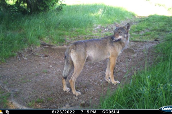 MR=C.1,AD=12/8/2018,LD=183,BT=43,RD=146,LH=3482,LI=646,BL=6571,BP=99%,BS=Int,BD=36,BI=298,CF=Enabled,EX=Centered,ID=CC06U4,SM=ADV,DD=FAP,DI=2,DV=OFF,DL=OFF,ND=FAP,NI=2,NV=OFF,NL=OFF