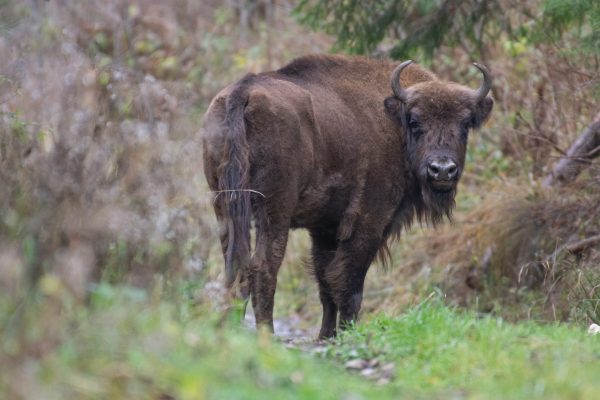 ©Călin Șerban_Conservation Carpathia_Bison